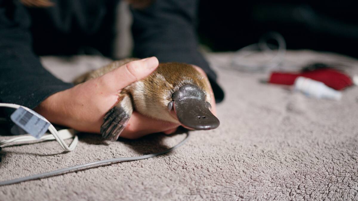 The juvenile platypus captured during a survey in the Royal National Park. Picture courtesy Taronga Zoo. 