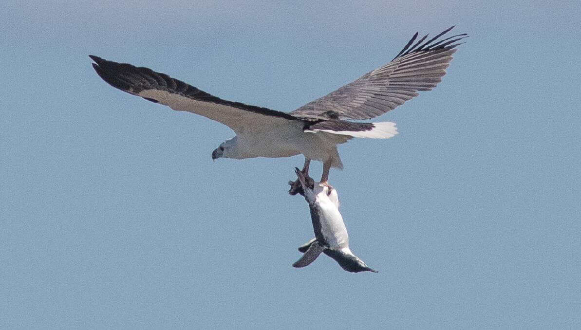 Penguin takes flight: John Prats thought the sea eagle had caught a salmon until he had a closer look. He agreed to his photograph being published to boost his message about getting out in the. Picture: JOHN PRATS