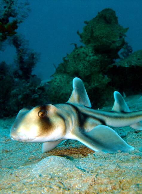 A Port Jackson shark in Booderee National Park at Jervis Bay