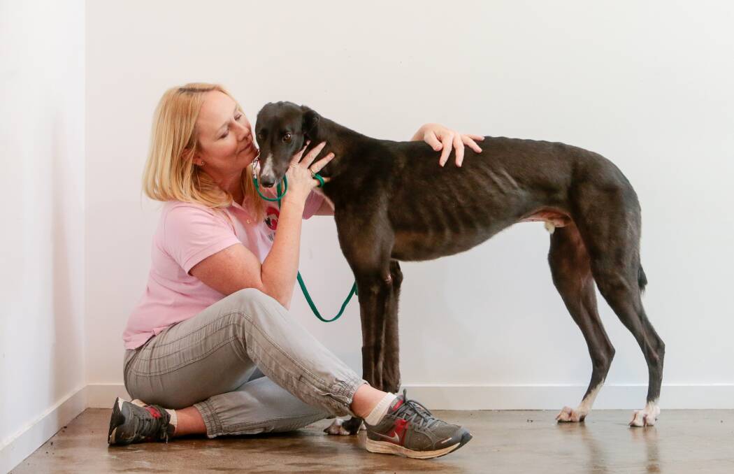Wollongong Animal Rescue Network founder and general manager Naomi John with Jim, one of many greyhounds up for adoption through the non-profit organisation. Picture: Adam McLean