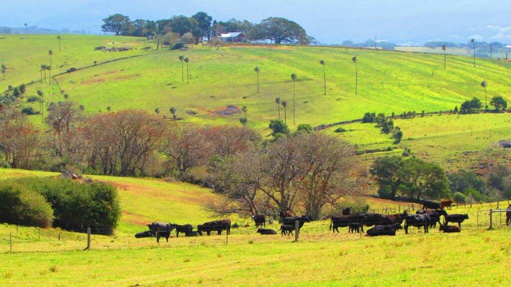 Rolling hills: A serene shot of cows grazing at Kiama by Noel Kendall. Send us your photos to letters@illawarramercury.com.au or post on our Facebook page.