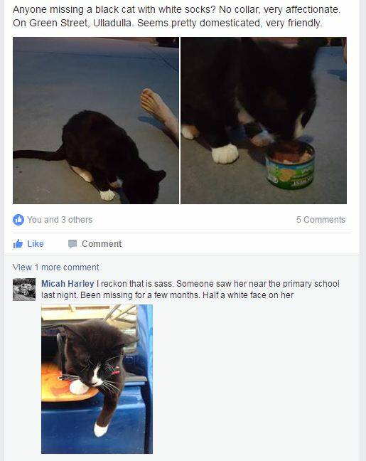 PUBLIC APPEAL: The social media post Micah Harley saw of the families missing cat Sass. 