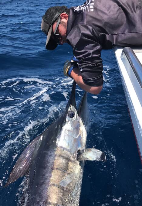 Point taken: Lachlan Rogers about to release a striped marlin he tagged last week. The run of billfish continues off the Illawarra.