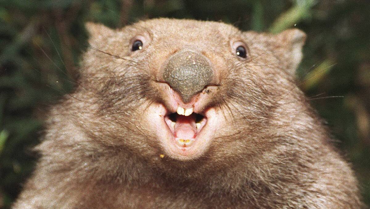 'We're doomed': Snuggs McDougall the wombat reacts to planned changes to  the Biodiversity Conservation Act.