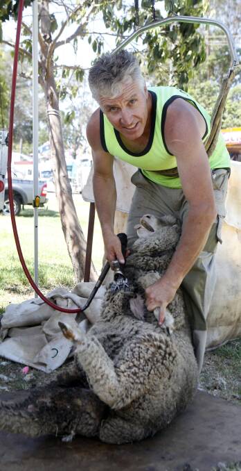 TRADITIONAL EVENTS: Sheep shearer Grant Little enjoying his work at the Albion Park Show on Saturday. Sheep shearing was popular at the show. Picture: Sylvia Liber
