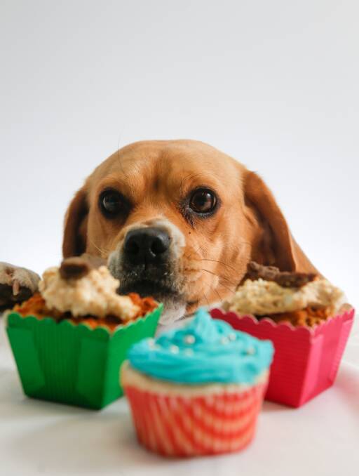 YUM YUM: Charlotte the beagle eyes out her yummy pup-cakes made for RSPCA Cupcake Day which is celebrated nationally on Monday, August 15. Picture: Adam McLean.