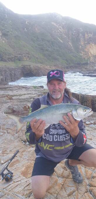 Keen angler Grant Evans with a solid tailor caught from the rocks.