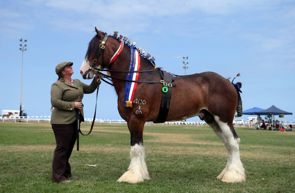 Samantha Weir with her Clysdale Stallion Cath Cart Lofty, who won the Led Clysdale Stallion and the Supreme Clysdale Exhibit. 