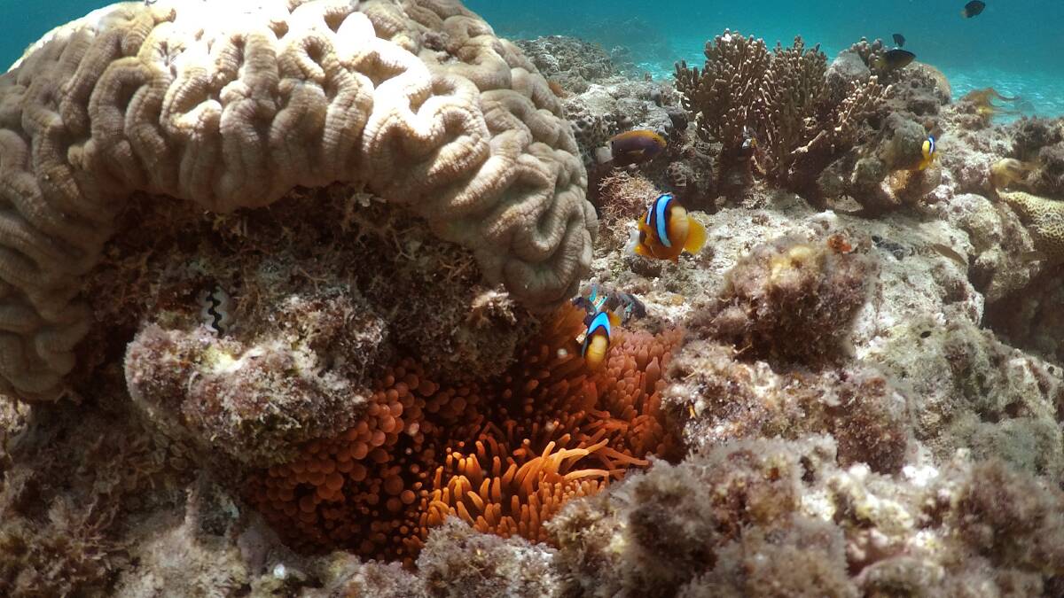 Anemone fish made famous in the movie Finding Nemo, are having a tough time due to the Great Barrier Reef bleaching events.