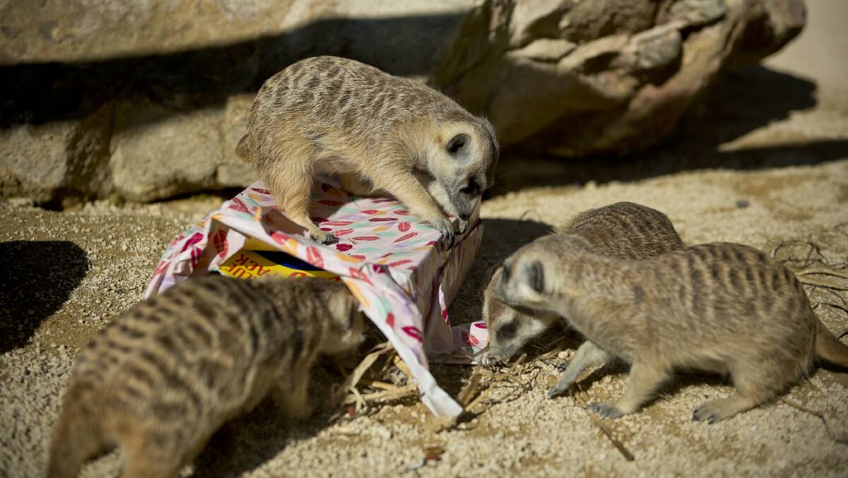 HAPPY BIRTHDAY: The Hunter Valley Zoo's meerkats dig into presents of dog kibble and grubs to celebrate the facility's 10th birthday. Picture: PERRY DUFFIN