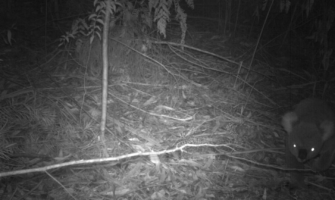 A koala captured on film near Mt Kembla has given hope the native marsupial is moving back towards the Illawarra escarpment. Pictures: NSW Office of Environment and Heritage