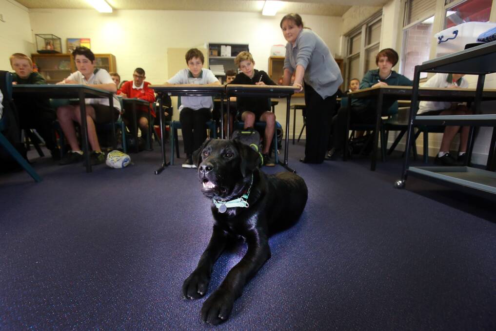 TOP DOG: Kanahooka High School teacher Allison Shoebridge with Year 8 language students in class with Sancho, a guide dog puppy who is learning alongside them. Picture: Robert Peet