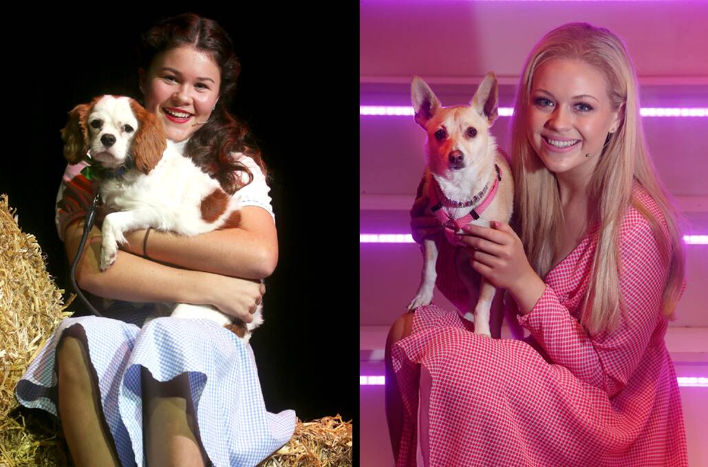 PAWFECT PARTNERS: King Charles cavalier Comet, stars in TIGS production The Wizard of Oz, alongside student Darcy Fisher who plays Dorothy and chihuahua cross foxi Bruiser, stars in WHSPA's production Legally Blonde, alongside student Talia Sigsworth who plays Elle. Pictures: Robert Peet 