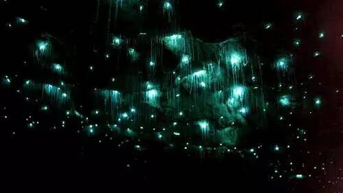 The old Helensburgh tunnel is the home of an incredible glowworm colony. 