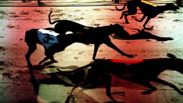 A general view of a greyhound race. Photo: Nick Laham