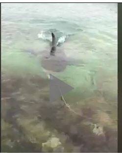 Warning after great white shark encounter on South Coast: watch