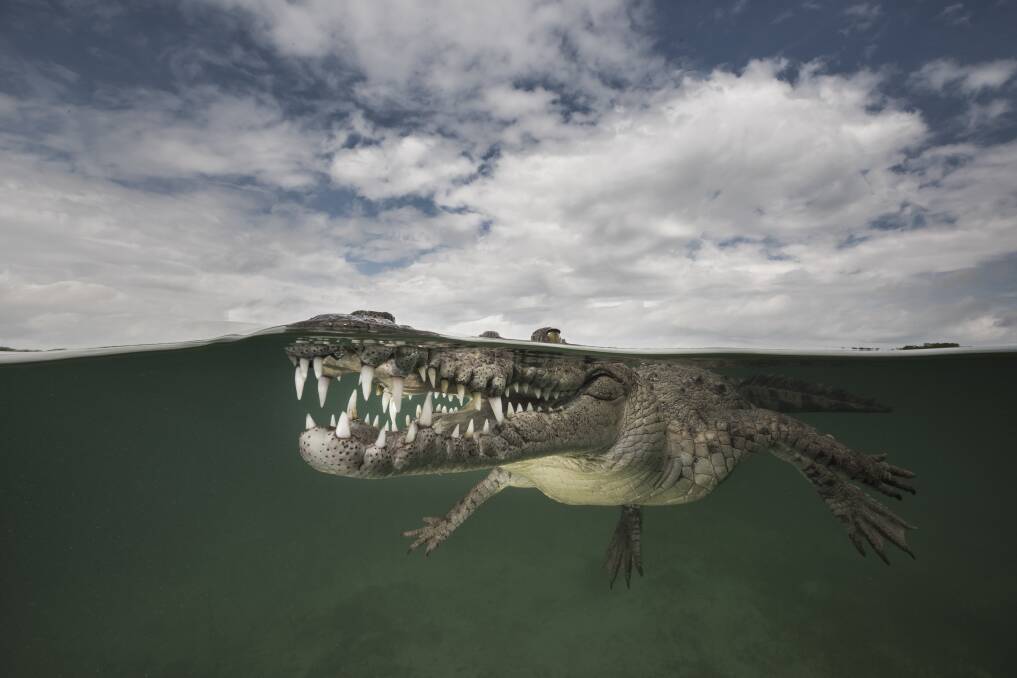 The American saltwater crocodile Smith photographed off Cuba.