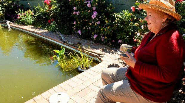 Margaret OCallaghan enjoys a cuppa overlooking her backyard pool which she has converted into a giant fish pond. Photo: Tim the Yowie Man
