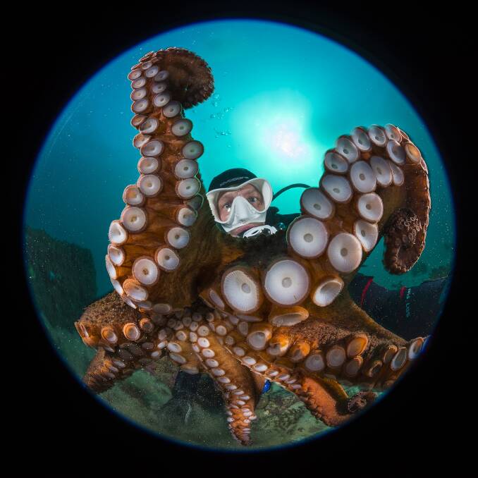 No photos! An octopus gives an unexpected close-up while grappling with photographer Matty Smith's underwater camera. 