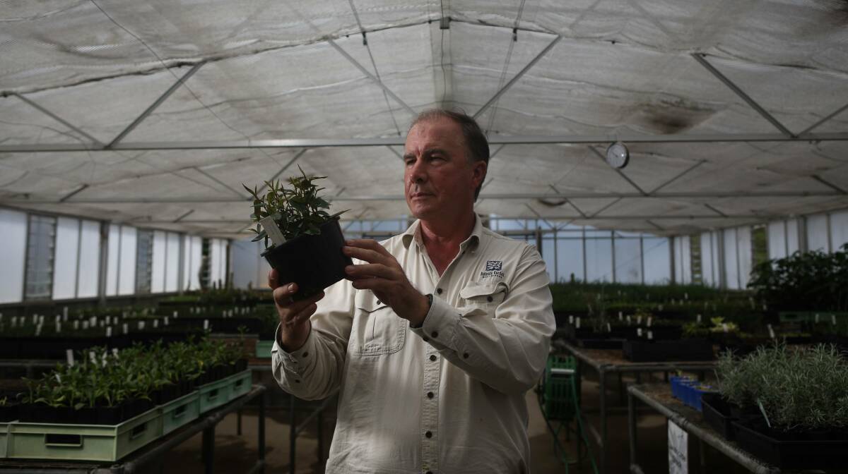 Wollongong Botanic Garden nursery manager Wayne Jolliffe with one of the conservation project plants in the greenhouse. Picture: Adam McLean