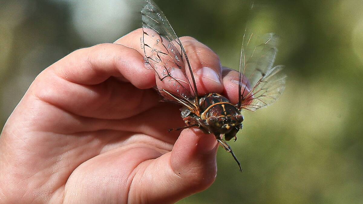 The Wollongong suburb with the loudest cicadas revealed