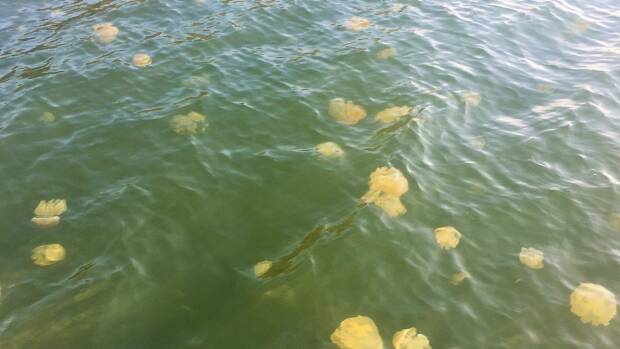 Jellyfish can be thick in the water near Nelligen. Photo: Tim the Yowie Man

