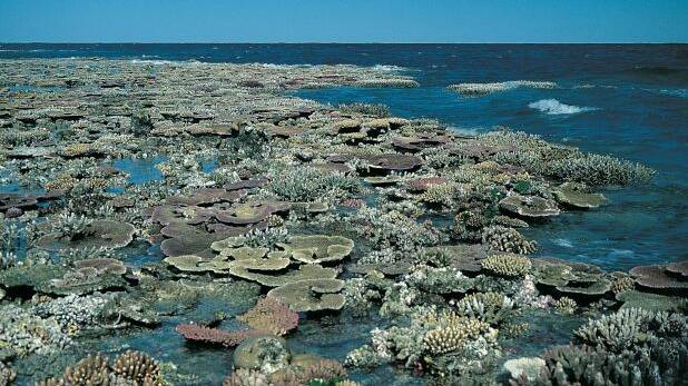 A reef flat exposed at low tide on the Great Barrier Reef, which is under severe threat from climate-change. Photo: Courtesy of Penguin Random House Australia
