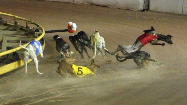 A bone-breaking crash, all too common in greyhound racing. Photo: Source: Queensland Greyhound Racing Industry Commission of Inquiry (MacSporran report, 2015)
