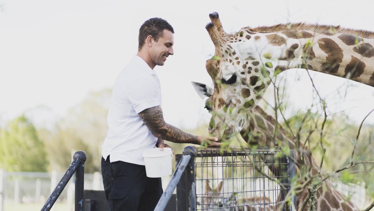 Director of Mogo Zoo Chad Staples feeding a giraffe. Photo: Dion Georgopoulos