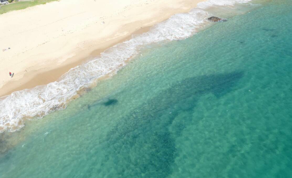The DPI flies over Kendalls Beach on Saturday morning after an unidentified shark was spotted. Photo: Shark Smart