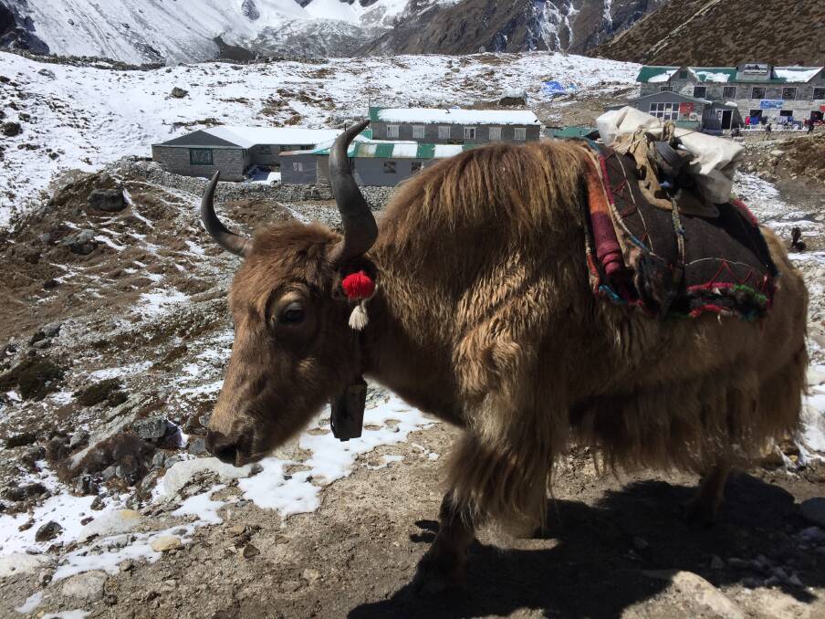 We passed dozens of yak trains on the trail with the animals carrying supplies to teahouses up the mountain. Stand to the mountain-side of the track as they come through.