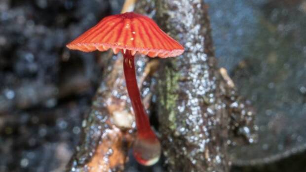 Do not eat: Cruentomycena viscidocruenta, a fungal species found in the Sydney region.  Photo: David Noble
