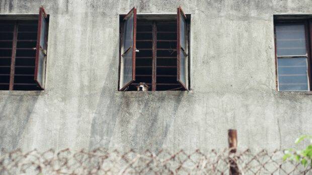 Concrete prison: Once the dogs can no longer entertain, their days are numbered. Photo: Yuyang Liu

