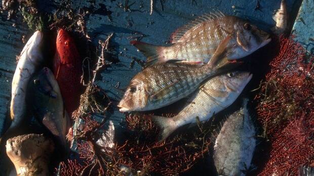 The higher up the food chain, the more likely fish will do poorly under climate change, Photo: CSIRO Marine Research