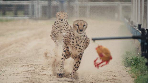 The Shanghai Wild Animal Park promotes a "one-hundred-metre race show between African Cheetah and Australian greyhound". Photo: Yuyang Liu
