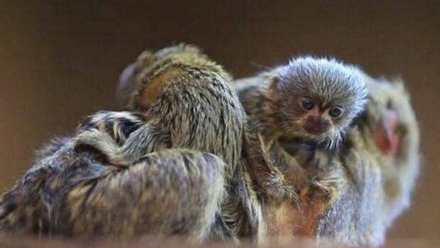 Police are appealing for public help to find three pygmy marmoset monkeys - including a four-week-old baby - stolen from Symbio Wildlife Park south of Sydney. 
