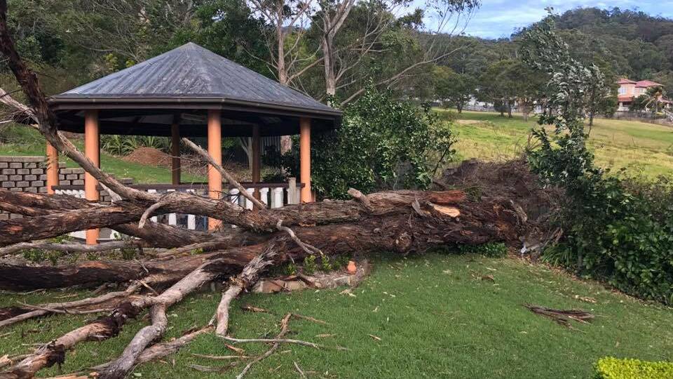 Balgownie after the wind storm. Photo: Julie Chiaverini