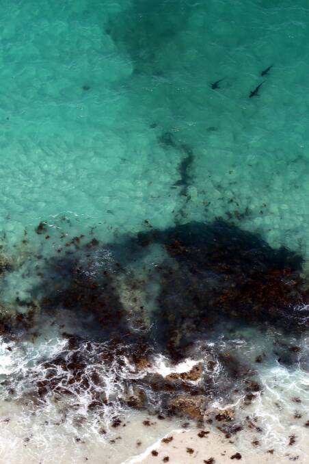 Some of the sharks spotted at Culburra Beach near Jervis Bay from the air on Thursday. Picture: Sylvia Liber