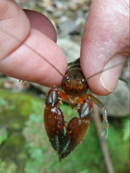 The common yabby is an Australian freshwater crustacean in the Parastacidae family
