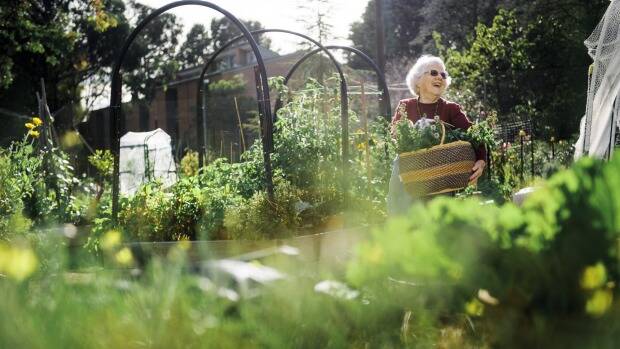 The Kingston community garden model could soon be followed on grass verges throughout Canberra. Photo: Rohan Thomson