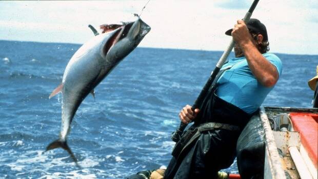 Tuna catches may be fewer under climate change. Photo: CSIRO Marine Research