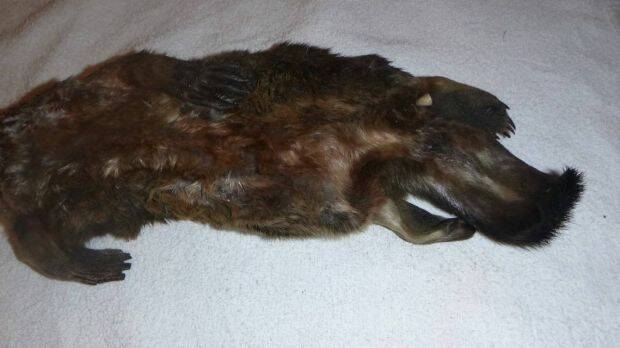 The body of one of the dead platypuses, which had its head cut off. Photo: Supplied

