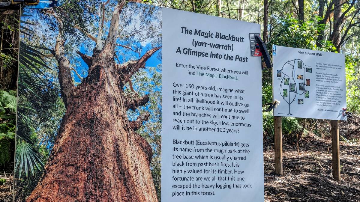 A new sign about the Magic Blackbutt at Illawarra Grevillea Park Botanic Garden.
