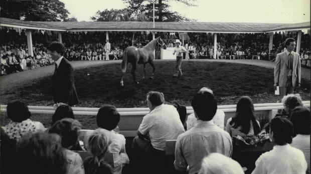 The Newmarket ring of William Inglis & Son in Sydney's east in 1978. Photo: Fairfax Media
