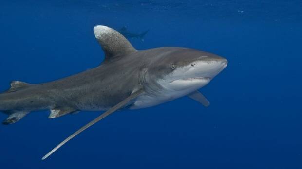 NSW's mix of non-lethal shark-control measures should be applauded. Photo: AP