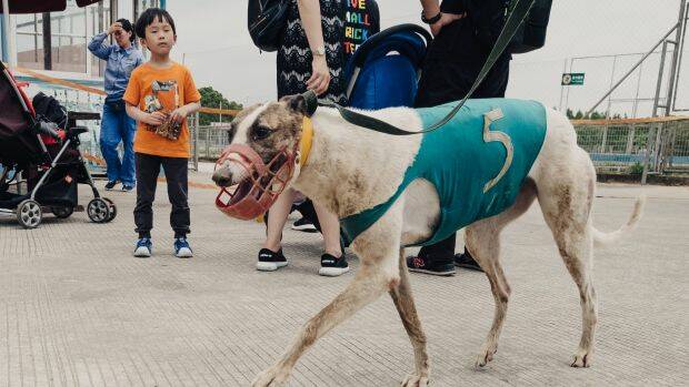 A long way from home: An Australian greyhound is led to the track in Shanghai zoo. Photo: Yuyang Liu
