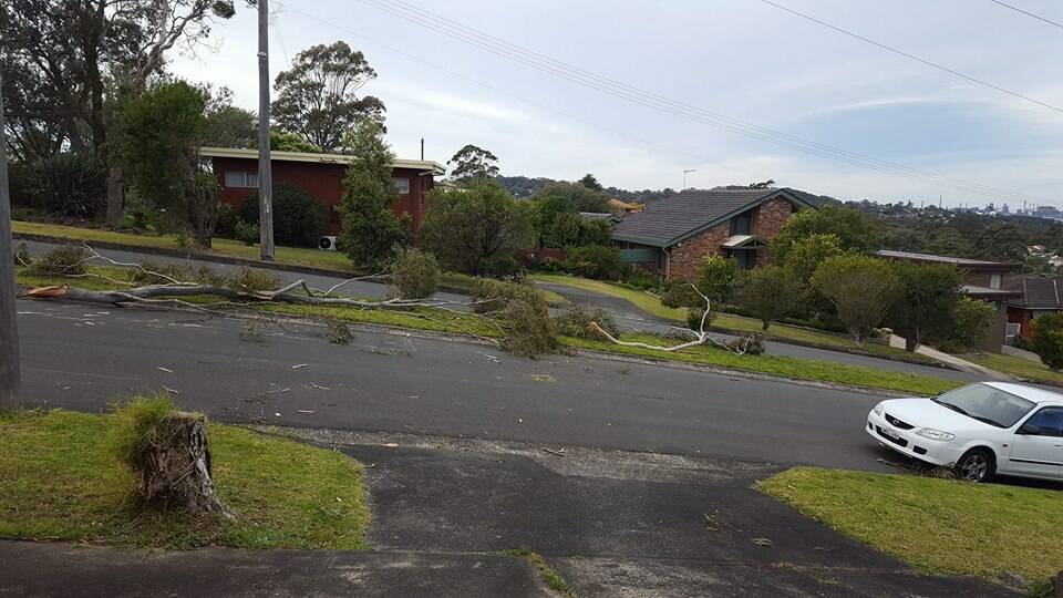 Trees down in Figtree after a gusty Saturday morning in the Illawarra. Photo: Shazza Hales