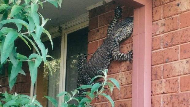 A mature Lace Goanna was spotted on a residential property in Thurgoona in New South Wales. Photo: Eric Holland