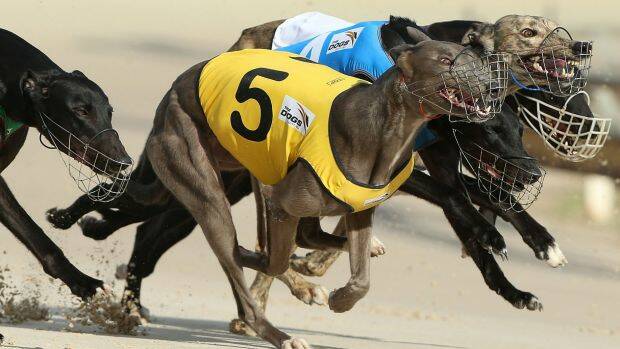 Greyhounds have run their race in NSW. Photo: Anthony Johnson