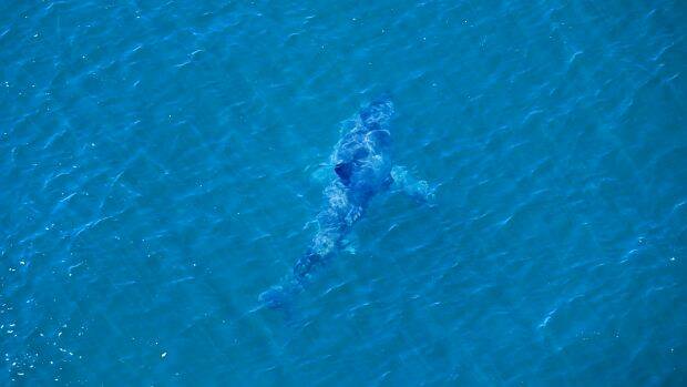 The shark, sighted off the beach where a teenager was attacked on Monday.  Photo: Twitter/SharkSmart
